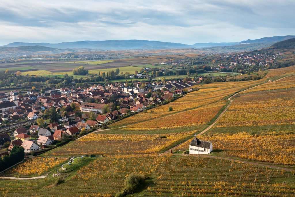 alsatian wine